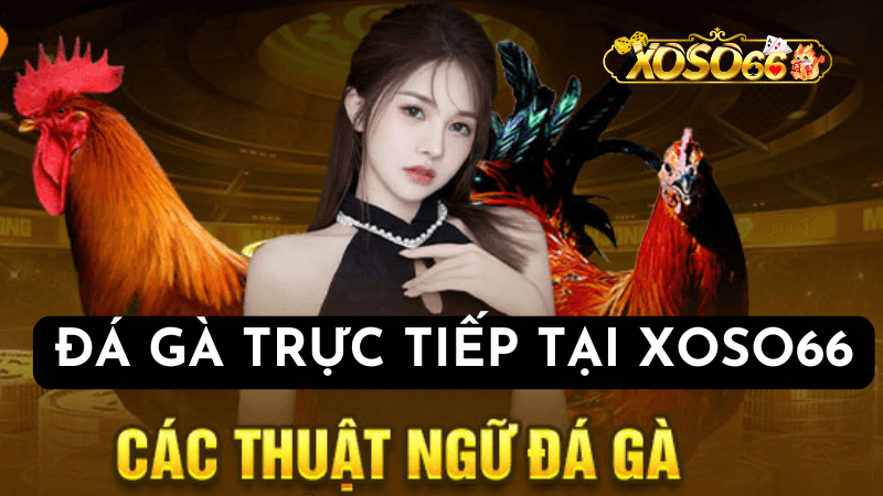 Theo Dõi Các Chương Trình Khuyến Mại