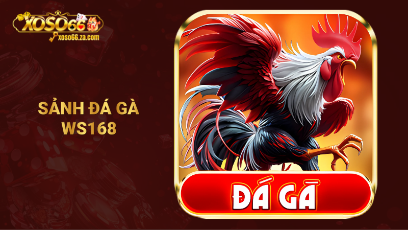 Sảnh đá gà WS168 XOSO66: Đẳng cấp, uy tín và kịch tính 1 Sảnh đá gà WS168